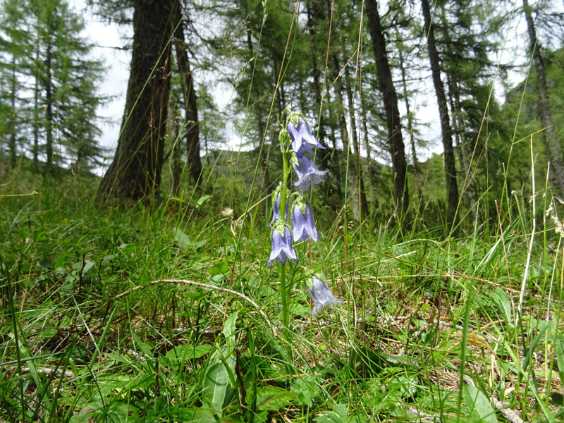 Catena dei Lagorai...da Pergine al Passo del Manghen